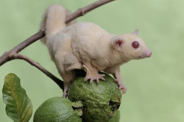 Bir anne şeker planörü, karnında iki bebek taşırken guava meyve koleksiyonunda yiyecek arıyordu. Bu memelinin bilimsel adı Petaurus breviceps.