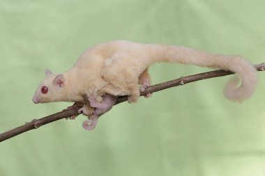 Bir anne şeker planörü, karnında iki bebek taşırken guava meyve koleksiyonunda yiyecek arıyordu. Bu memelinin bilimsel adı Petaurus breviceps.