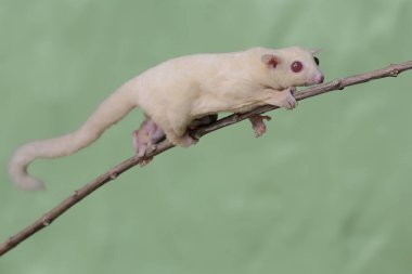 Bir anne şeker planörü, karnında iki bebek taşırken guava meyve koleksiyonunda yiyecek arıyordu. Bu memelinin bilimsel adı Petaurus breviceps.