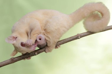 Bir anne şeker planörü, karnında iki bebek taşırken guava meyve koleksiyonunda yiyecek arıyordu. Bu memelinin bilimsel adı Petaurus breviceps.