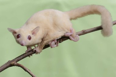 Bir anne şeker planörü, karnında iki bebek taşırken guava meyve koleksiyonunda yiyecek arıyordu. Bu memelinin bilimsel adı Petaurus breviceps.