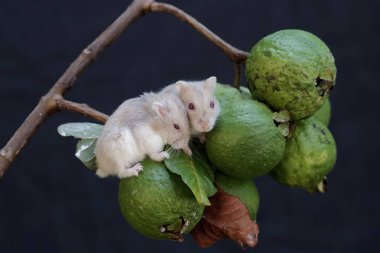 Bir çift Campbell Cüce Hamster ağaçta guava yiyor. Bu kemirgenin bilimsel adı Phodopus kampbelli..