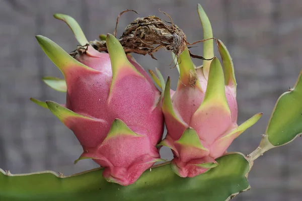 부드러운 텍스처의 열매는 Hylocereus Undatus 학명을 가지고 있습니다 — 스톡 사진