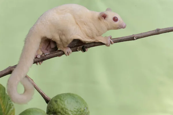 Ένα Μητρικό Ζαχαρόπτερο Έψαχνε Για Τροφή Στη Συλλογή Φρούτων Γκουάβα — Φωτογραφία Αρχείου