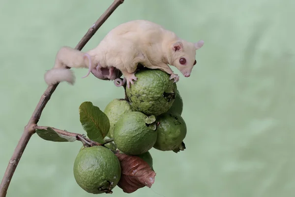 Ένα Μητρικό Ζαχαρόπτερο Έψαχνε Για Τροφή Στη Συλλογή Φρούτων Γκουάβα — Φωτογραφία Αρχείου