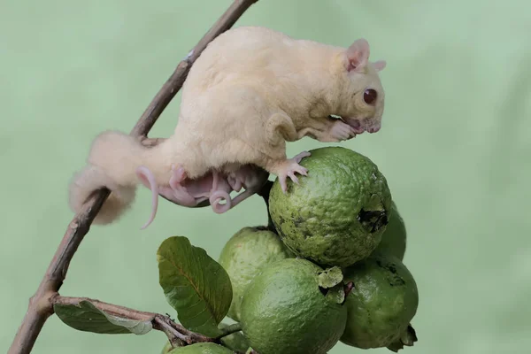 Egy Cukorszirup Anya Ételt Keresett Guavai Gyümölcsgyűjteményben Miközben Két Babát — Stock Fotó