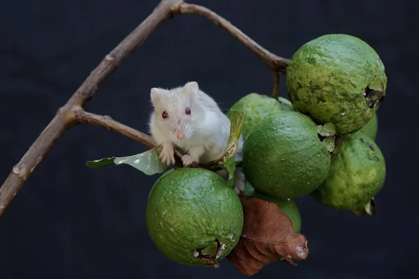 Karzeł Campbell Chomik Dojrzałe Owoce Guawy Drzewie Ten Gryzoń Naukowe — Zdjęcie stockowe