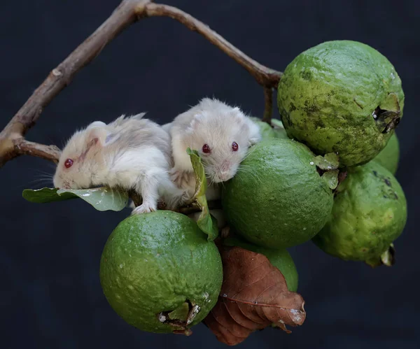 A pair of Campbell Dwarf Hamsters eating a ripe guava on a tree. This rodent has the scientific name Phodopus campbelli.