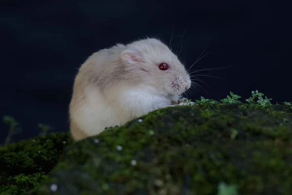 A Campbell Dwarf Hamster is looking for food on a rock overgrown with moss. This rodent has the scientific name Phodopus campbelli.