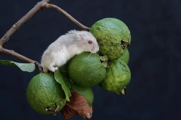 Criceto Nano Campbell Sta Mangiando Frutti Guava Maturi Sull Albero — Foto Stock