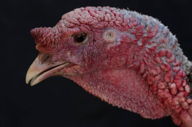 Erkek bir hindinin cesur ve kaslı yüzü. İnsanlar tarafından yetiştirilen bu hayvanın bilimsel adı Meleagris Dörtnala.