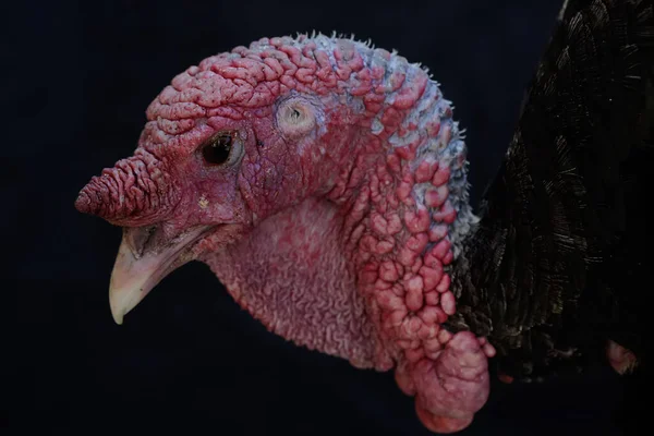 Dashing Muscular Face Male Turkey Animal Commonly Cultivated Humans Has — Stock Photo, Image