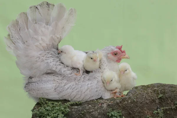 一只成年母鸡和小鸡在长满苔藓的岩石上休息 这种动物的学名是 — 图库照片