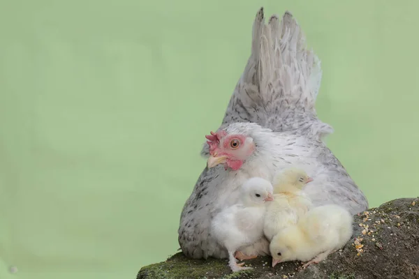 一只成年母鸡和小鸡在长满苔藓的岩石上休息 这种动物的学名是 — 图库照片