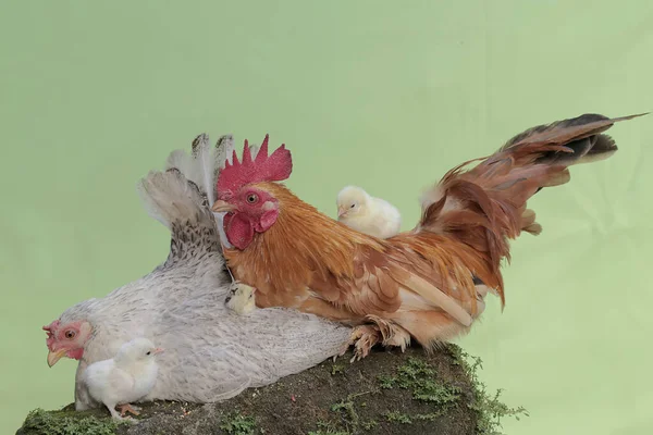 Bir Tavuk Bir Horoz Yosun Kaplı Bir Zeminde Birkaç Civciv — Stok fotoğraf