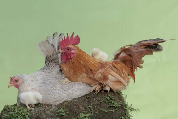 Eine Henne Und Ein Hahn Sind Mit Einigen Küken Auf — Stockfoto