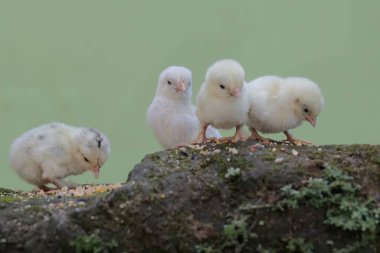 Yumurtadan yeni çıkmış dört yavru yosun kaplı bir kayanın üzerinde yiyecek bulmayı öğreniyor. Bu hayvanın bilimsel adı Gallus gallus domesticus..