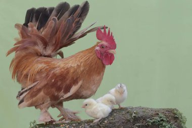 Bir horoz yosun kaplı bir zeminde birkaç civciv ile birlikte yiyecek arıyor. Eti için yetiştirilen hayvanların bilimsel adı Gallus gallus domesticus 'tur..