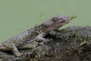 Genç bir Tokay Gecko, yosun kaplı bir kayanın üzerinde peygamber devesini avlıyor. Bu sürüngenin bilimsel adı Gekko gecko.