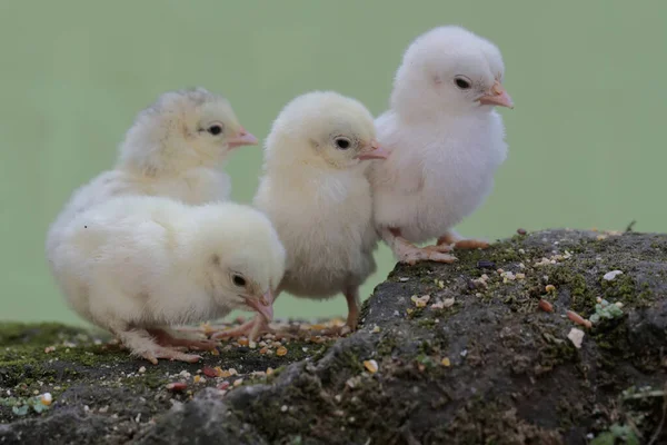 四个刚孵出的小鸡正在学习如何在长满苔藓的岩石上觅食 这种动物的学名是 — 图库照片