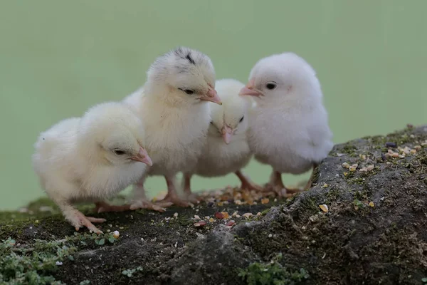 Four newly hatched chicks are learning to find food on a rock overgrown with moss. This animal has the scientific name Gallus gallus domesticus.