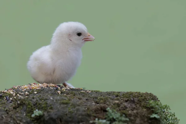 一个刚刚孵出的小鸡正在学习在长满苔藓的岩石上寻找食物 这种动物的学名是 — 图库照片