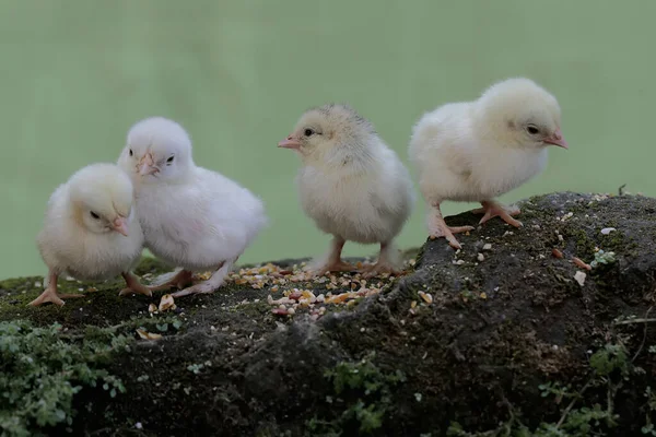 四个刚孵出的小鸡正在学习如何在长满苔藓的岩石上觅食 这种动物的学名是 — 图库照片