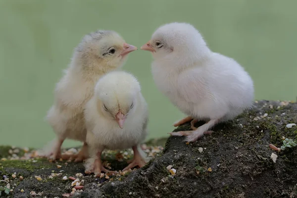 Three newly hatched chicks are learning to find food on a rock overgrown with moss. This animal has the scientific name Gallus gallus domesticus.