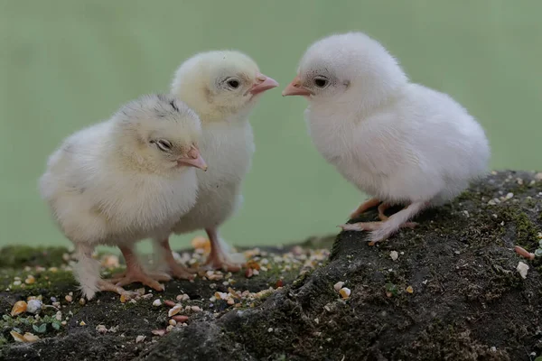 Three newly hatched chicks are learning to find food on a rock overgrown with moss. This animal has the scientific name Gallus gallus domesticus.