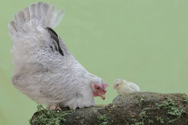 Yavruları Yosunla Kaplı Bir Kayanın Üzerinde Dinlenen Yetişkin Bir Tavuk — Stok fotoğraf