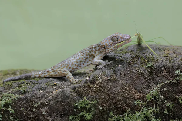 Young Tokay Gecko Preys Praying Mantis Moss Covered Rock Reptile — Stock Photo, Image