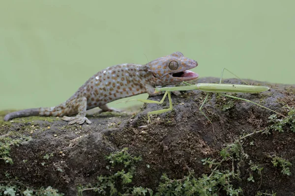 Ein Junger Tokay Gecko Macht Auf Einem Moosbedeckten Felsen Jagd — Stockfoto