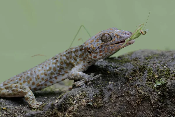 Joven Tokay Gecko Aprovecha Una Mantis Religiosa Una Roca Cubierta — Foto de Stock