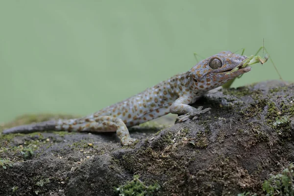 Genç Bir Tokay Gecko Yosun Kaplı Bir Kayanın Üzerinde Peygamber — Stok fotoğraf