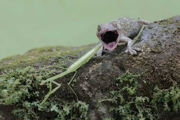 Ein Junger Tokay Gecko Macht Auf Einem Moosbedeckten Felsen Jagd — Stockfoto