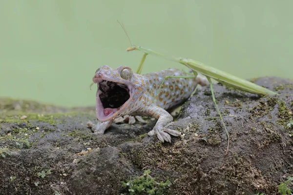 Mladý Žeton Gecko Loví Kudlanku Nábožnou Mechem Pokryté Skále Tento — Stock fotografie