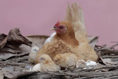 Yetişkin bir tavuk yavrularıyla dinleniyor. Bu hayvanın bilimsel adı Gallus gallus domesticus..