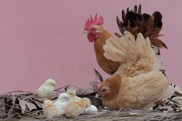 Курица Петух Кормятся Несколькими Цыплятами Кустах Животные Выращиваемые Мяса Имеют — стоковое фото