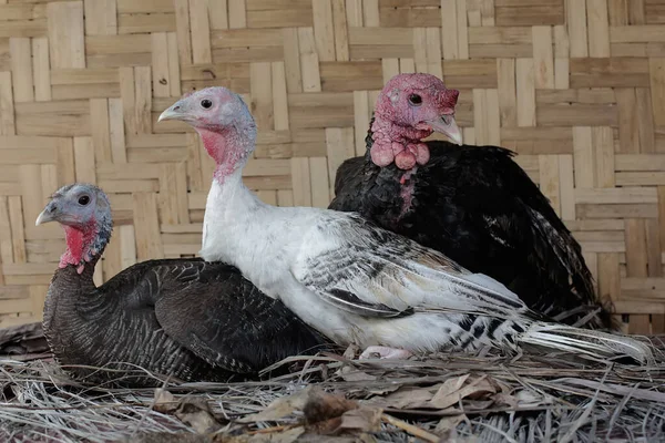 Two female turkeys and a male turkey resting in the nest. This animal is commonly cultivated by humans with the scientific name Meleagris gallopavo.