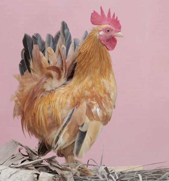 Ein Hahn Ist Auf Futtersuche Auf Einem Mit Moos Bewachsenen — Stockfoto