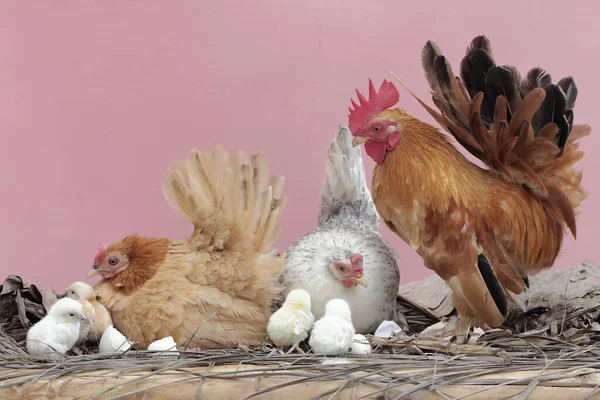 Zwei Hennen Und Ein Hahn Sind Mit Einigen Küken Auf — Stockfoto