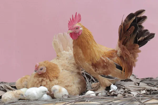 Курица Петух Кормятся Несколькими Цыплятами Кустах Животные Выращиваемые Мяса Имеют — стоковое фото