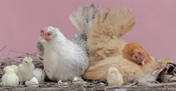 Dvě Slepice Shánějí Několika Kuřaty Keři Zvířata Která Jsou Chována — Stock fotografie