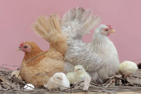 Twee Kippen Foerageren Met Een Aantal Kuikens Een Struik Dieren — Stockfoto