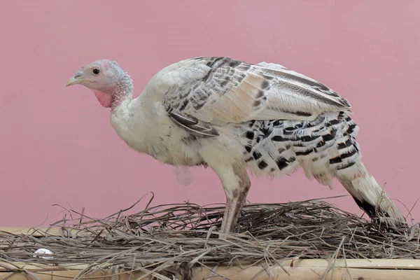Dospělá Krůtí Samice Připravena Snášet Vejce Hnízda Toto Zvíře Běžně — Stock fotografie
