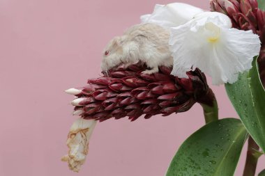 Bir Campbell cüce hamster Chellocostus Specosus çiçeğini yiyor. Bu kemirgenin bilimsel adı Phodopus kampbelli..