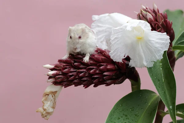 Bir Campbell Cüce Hamster Chellocostus Specosus Çiçeğini Yiyor Kemirgenin Bilimsel — Stok fotoğraf