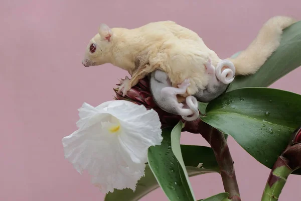 アルビノの砂糖グライダーの母親は 2人の赤ん坊を抱えている間 チロコスタスの特別な花で食べ物を探していました この哺乳類の学名はPetaurus Brevicepsです — ストック写真