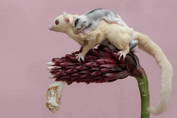stock image An albino sugar glider mother was looking for food at the Cheilocostus speciosus flower while holding her two babies. This mammal has the scientific name Petaurus breviceps.