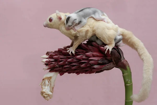 Stock image An albino sugar glider mother was looking for food at the Cheilocostus speciosus flower while holding her two babies. This mammal has the scientific name Petaurus breviceps.